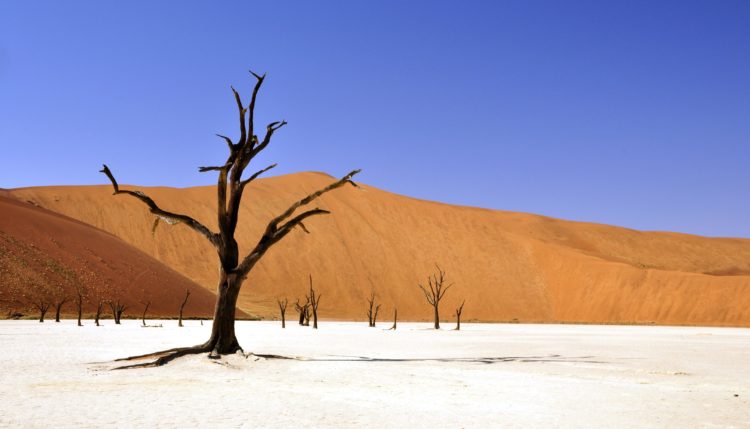 tree-desert-namibia-dead-vlei-68661